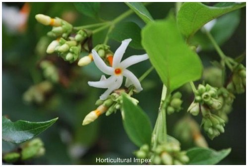 Nyctanthes Arbor-tristis
