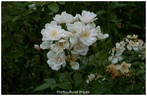 Rosa Moschata