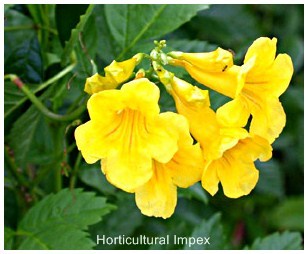 Ornamental Shrub Seeds