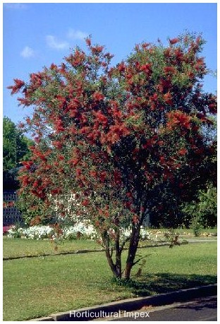 Ornamental Shrub Seeds