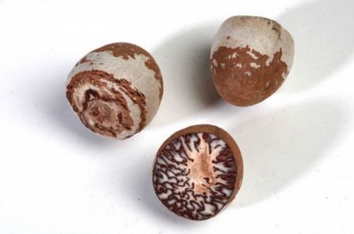 Areca Catechu