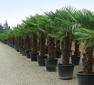 Trachycarpus Fortunei