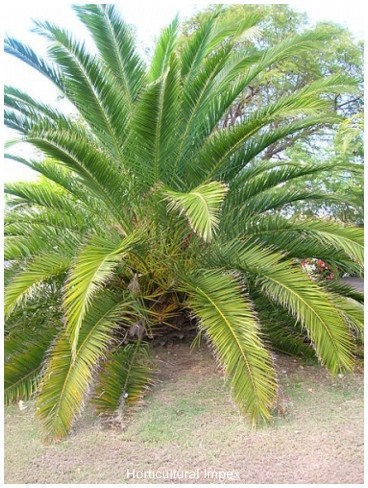 Phoenix Canariensis