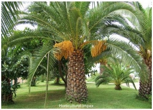 Phoenix Dactylifera