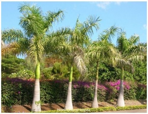 Roystonea Regia