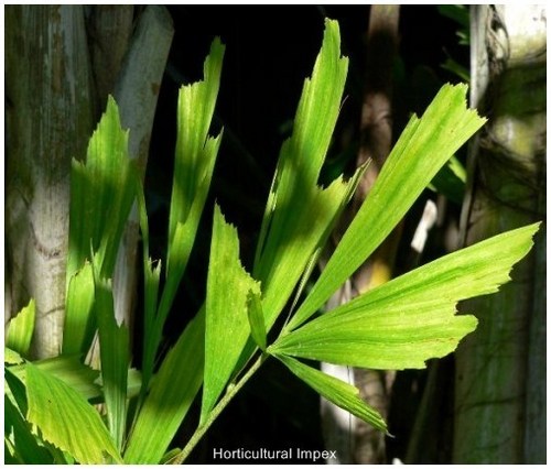 Caryota urens