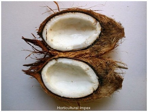 Cocos Nucifera