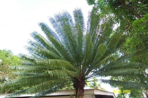 Cycas Circinalis