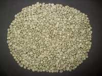 Coffea Arabica