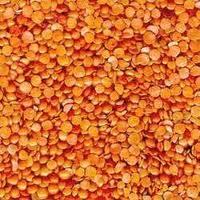Red Lentils Pulses