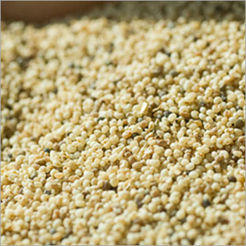 White Poppy Seed