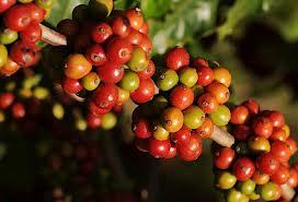 arabica coffee beans