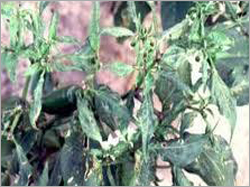 Plant Effect Insecticide