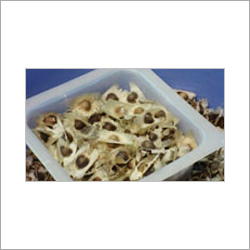 Moringa Oleifera Seeds