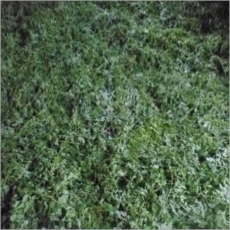 Moringa Dry Leaves