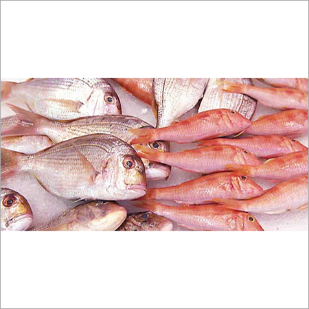 Frozen Fish