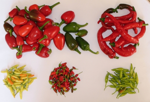 Green chilli