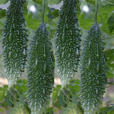 Bitter Gourd