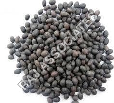 Black Lotus Seeds