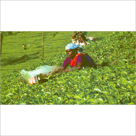 Tea Plantations
