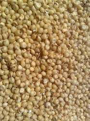 Fresh Sorghum