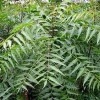 Neem Leaf