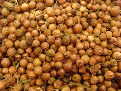 Coriander Seed