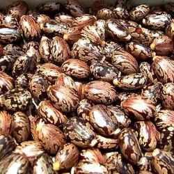castor seed