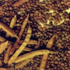 Seeds