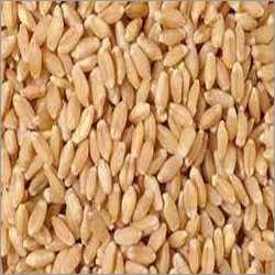 Grain