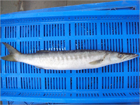 Barracuda Fish