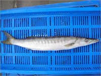 Barracuda Fish