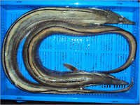 Black Eel Fish - Variable Weight, 100/200-5000/up Grades, Black Color | High Nutritional Value, Medicinal Benefits, Reliable Sourcing, Various Packaging Options