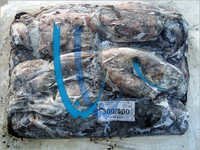Frozen Sea Cuttlefish - Whole Pieces, Iqf & Bqf Processed | High In Protein, Vitamins & Fatty Acids, Mouthwatering Taste, Longer Shelf Life