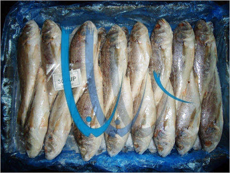 Frozen Silver Croaker Fish