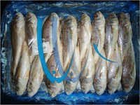Frozen Silver Croaker Fish - Iqf , Rich Nutritional Content, Excellent Freshness, No Preservatives, Ideal For Culinary Delights
