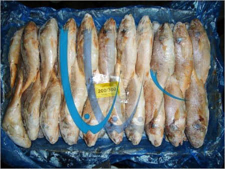 Frozen Whole Croaker Fish