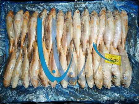 Frozen Croaker Fish