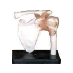 Shoulder Joint