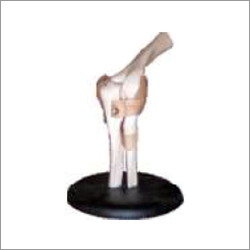 Elbow Joint