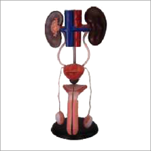 Male Urogenital System