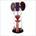 Male Urogenital System