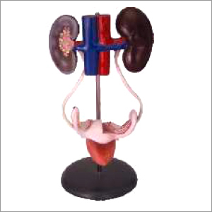 Female Urogenital System