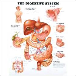 The Digestive System