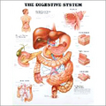 The Digestive System