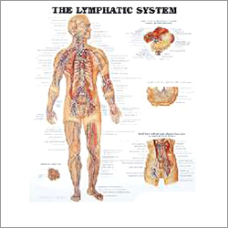 The Lymphatic System