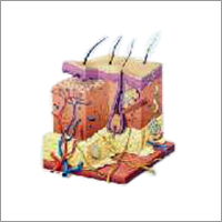 The Skin And Common Disorder