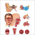 Ear, Nose & Throat Models