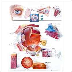 Eye