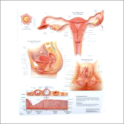 The Female Reproductive System